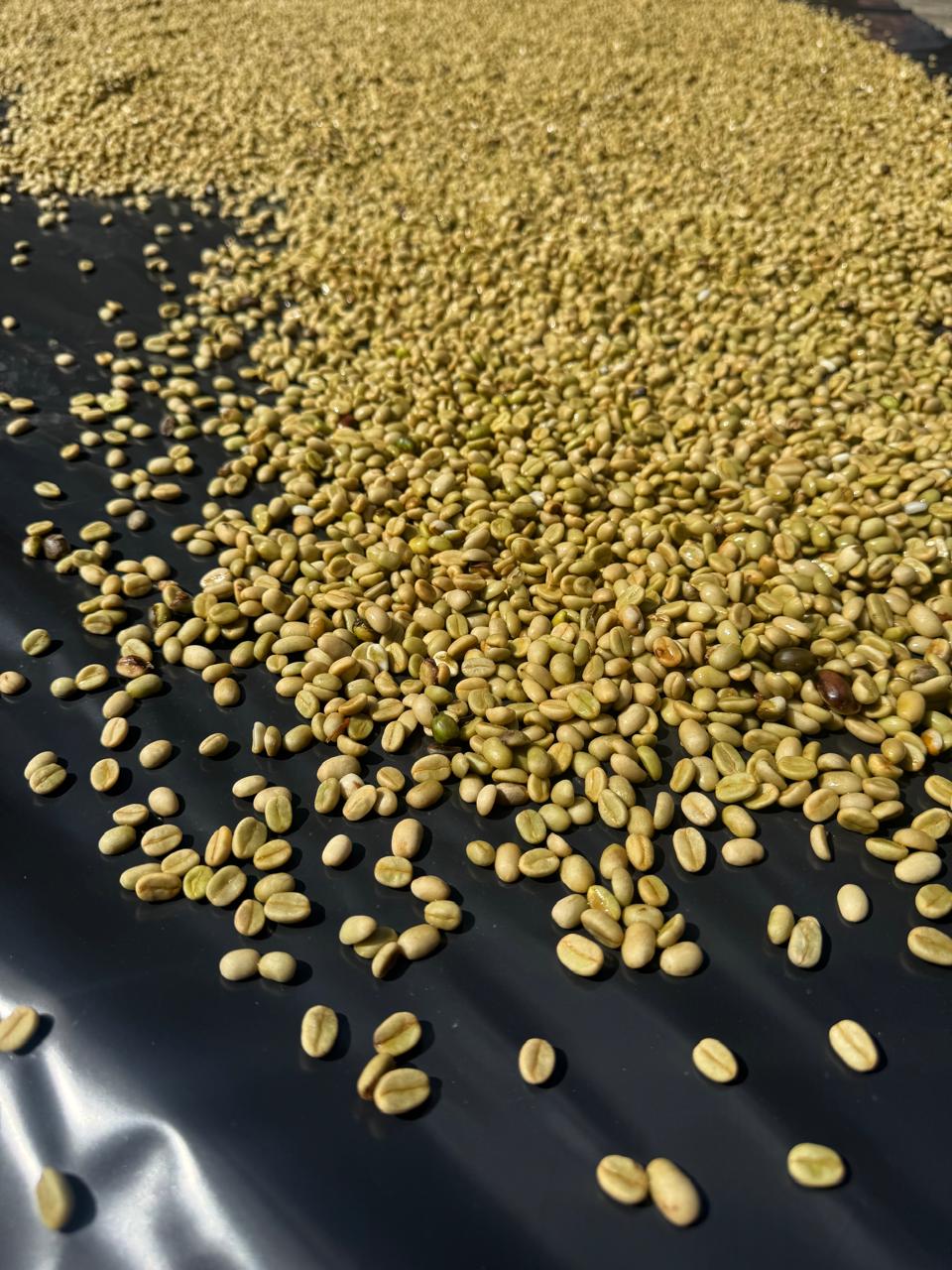 Green coffee beans drying in the sun