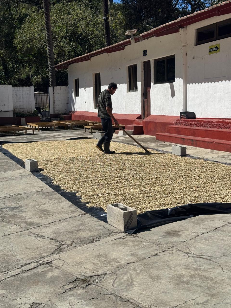 Parchment coffee drying on a patio
