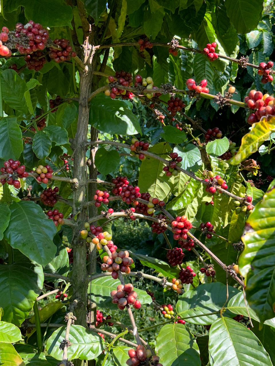 Ripe red coffee cherries on a coffee tree in Guatemala
